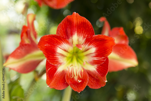 Fototapeta Naklejka Na Ścianę i Meble -  amaryllis hippeastrum,    big red lily
