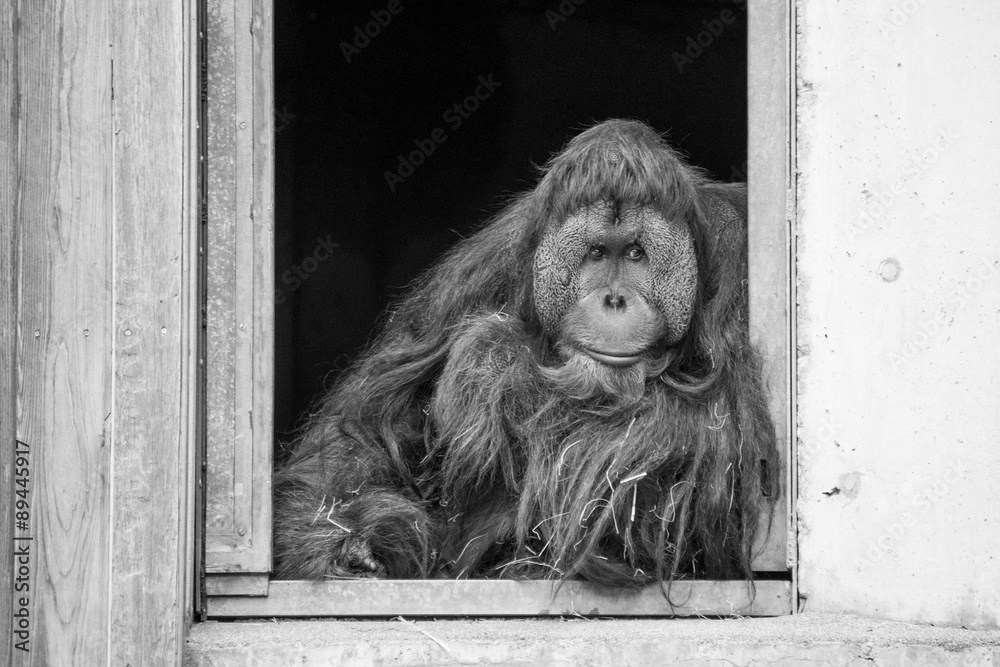 Orangutan StockFoto Adobe Stock