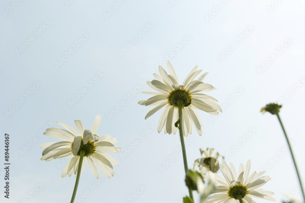 daisy flowers and the view from the bottom daisy flowers and the view from the bottom