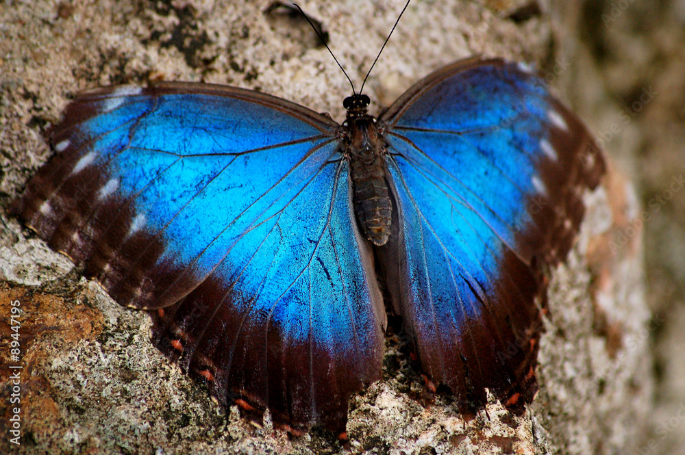 Fototapeta premium Peleides Blue Morpho Butterfly with Iridescent Wings