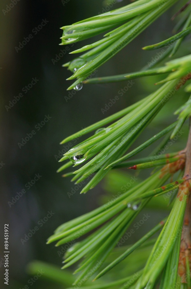 water droplets on the pine of ceder water droplets on the pine of ceder