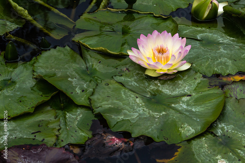 Seerose