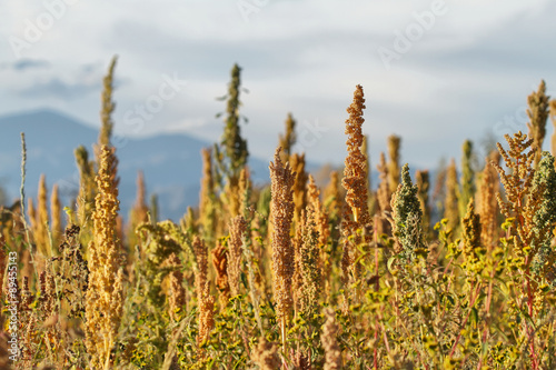 Quinoa plantation  Chenopodium quinoa 