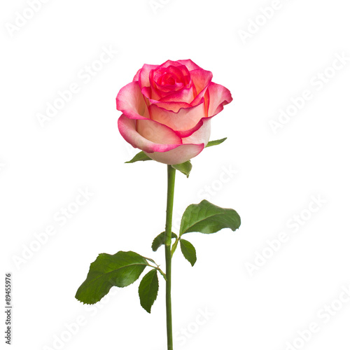 single beautiful rose isolate