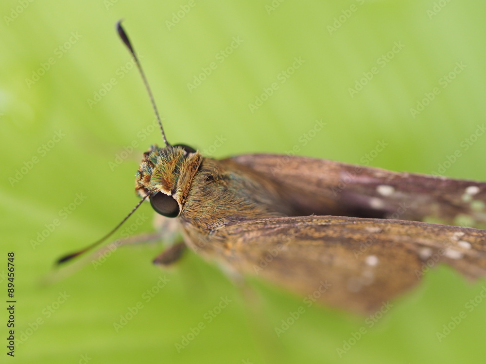 Obraz premium closeup animal and green leaf background