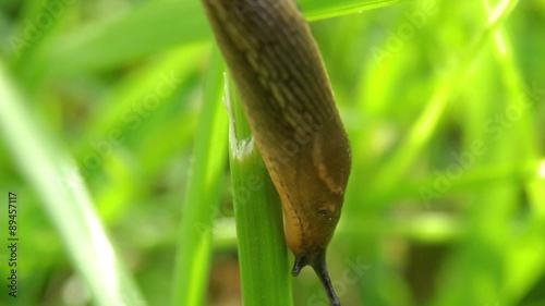 Footage of a small slug going down on a hair grass... photo