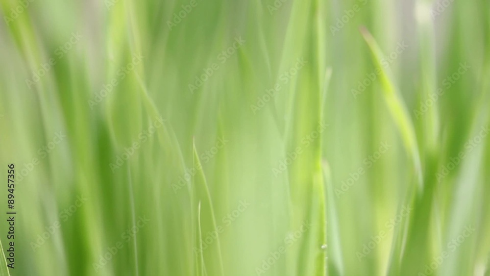 Grass background, the shot is moving from the bottom to the top... Grass background, the shot is moving from the bottom to the top...