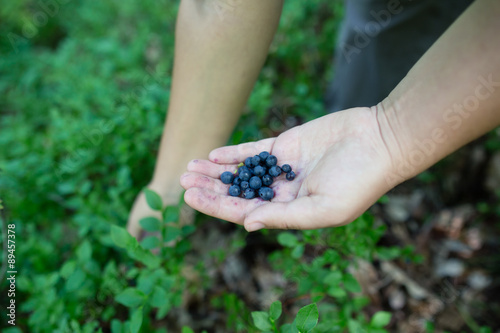Close-up image of ripe freshly picked wild blueberries in girl’s hands. Lady’s fingers slightly stained blue from picking organic blueberries in summer forest. Berry bushes on blurry background.