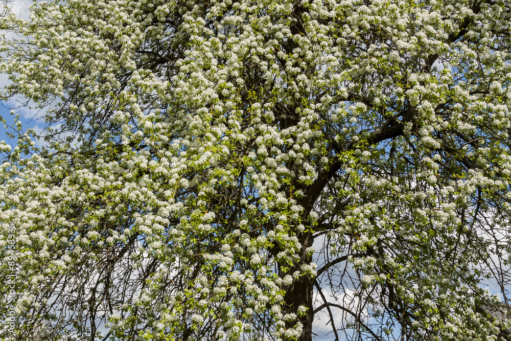 Fototapeta premium Pear tree during flowering. The tree fills the frame.