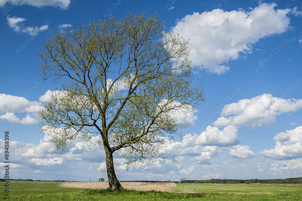Obraz premium Lonely tree against a blue sky, space for text. 