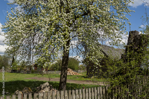 Garden in a country house  country house.  