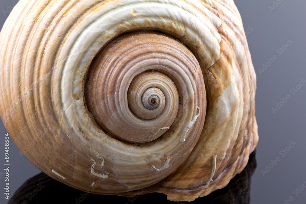 great skeleton of sea shell on dark background - macro great skeleton of sea shell on dark background - macro