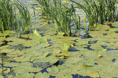 Принти на полотні Yellow water flowers ( Nuphar Lutea )