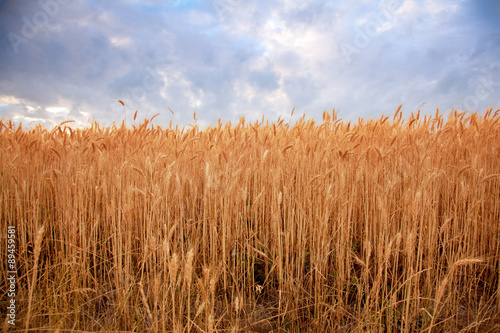 wheat field sunset