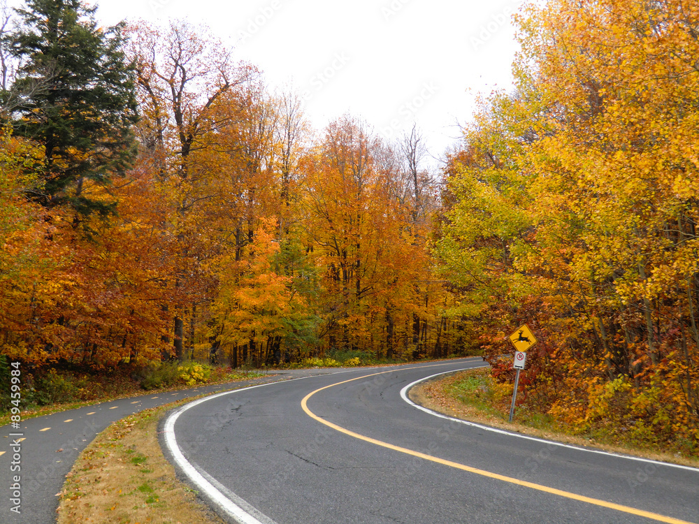 Curvy Road Among Fall Tree Curvy Road Among Fall Tree