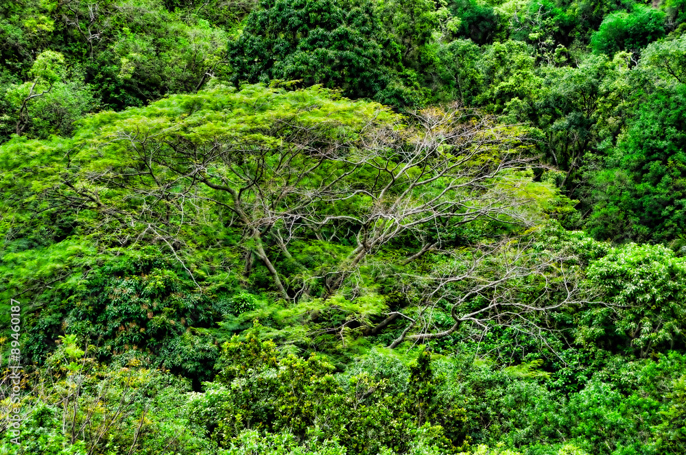 Lone tree standing out amongst a forest Maui Hawaii