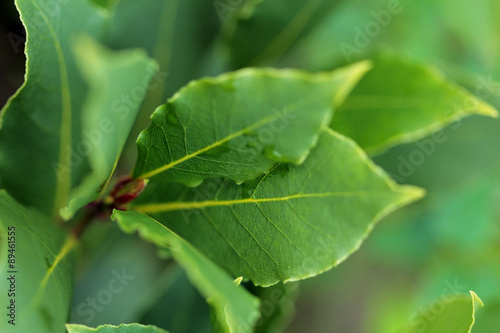 Fresh branch of laurel in the garden close up isolated on nature green backgound