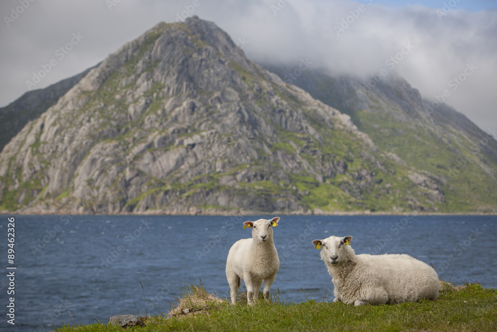 Schafe auf den Lofoten, Norwegen