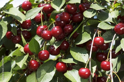 Sour cherries on a tree photo