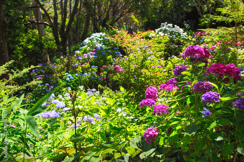 Fototapeta Naklejka Na Ścianę i Meble -  Blossom of colorful vivid flowers. Wellington Botanic garden