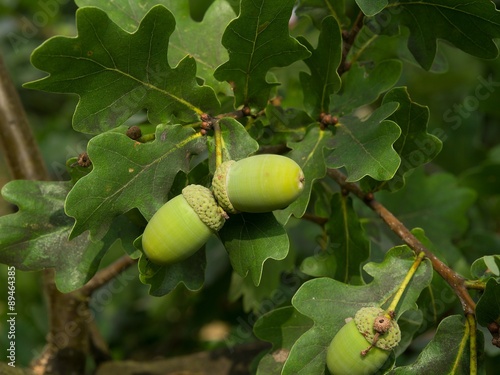 Fresh unriped green acorn on the twigs of oak tree with leaves