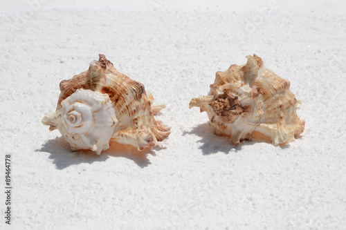 Shells on white sand 