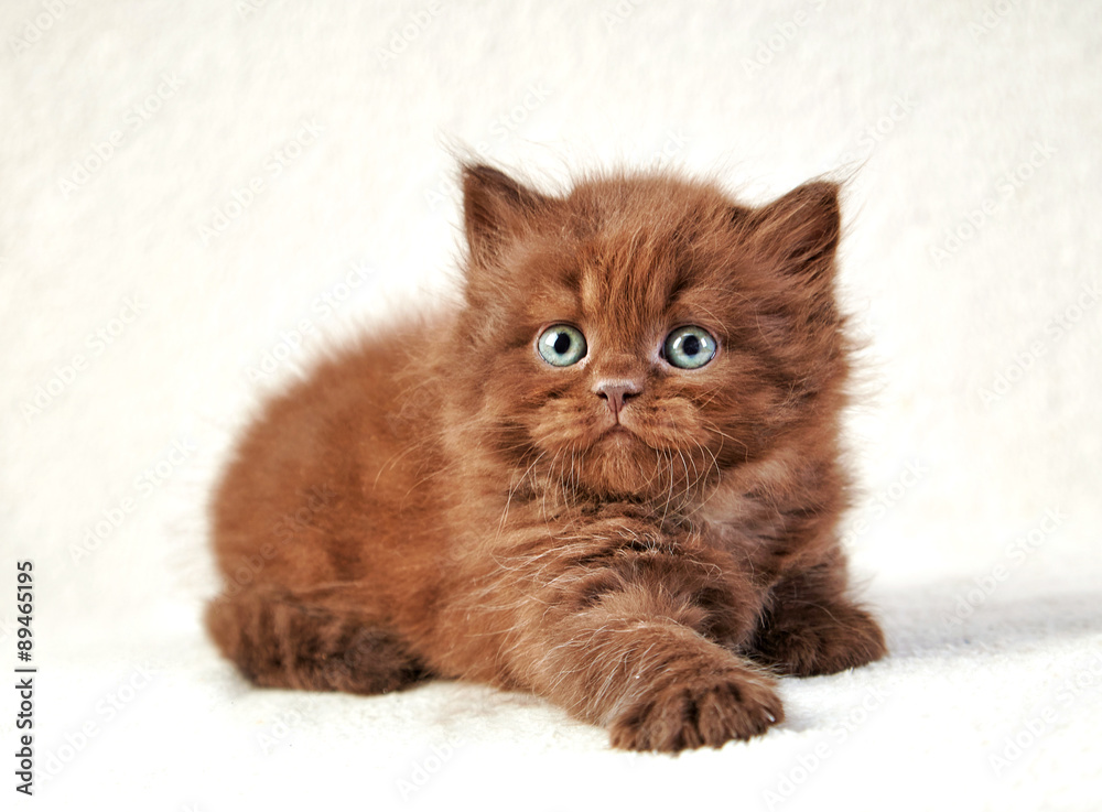 brown british long hair kitten