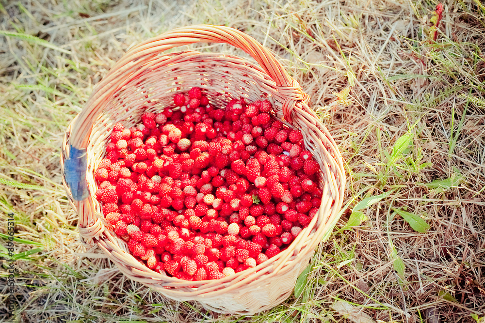 Basket of fresh strawberries Basket of fresh strawberries