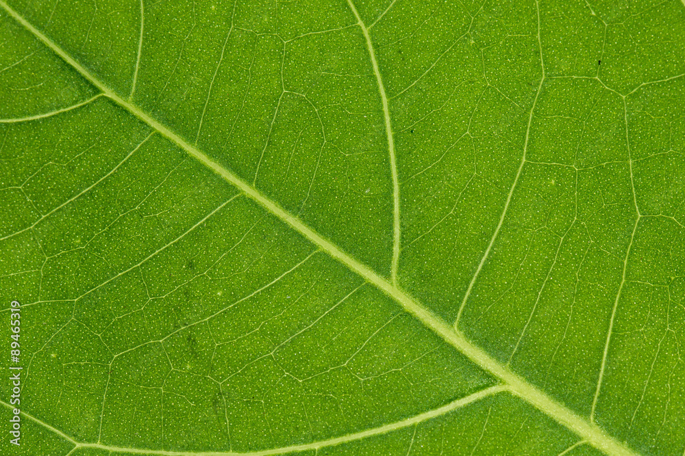Translucent leaf Translucent leaf