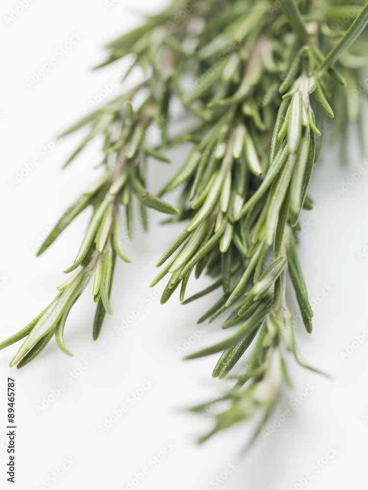 Several sprigs of rosemary (detail) Several sprigs of rosemary (detail)
