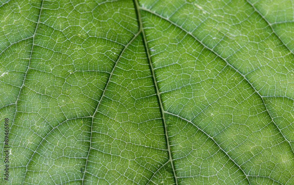 Obraz premium Translucent leaf