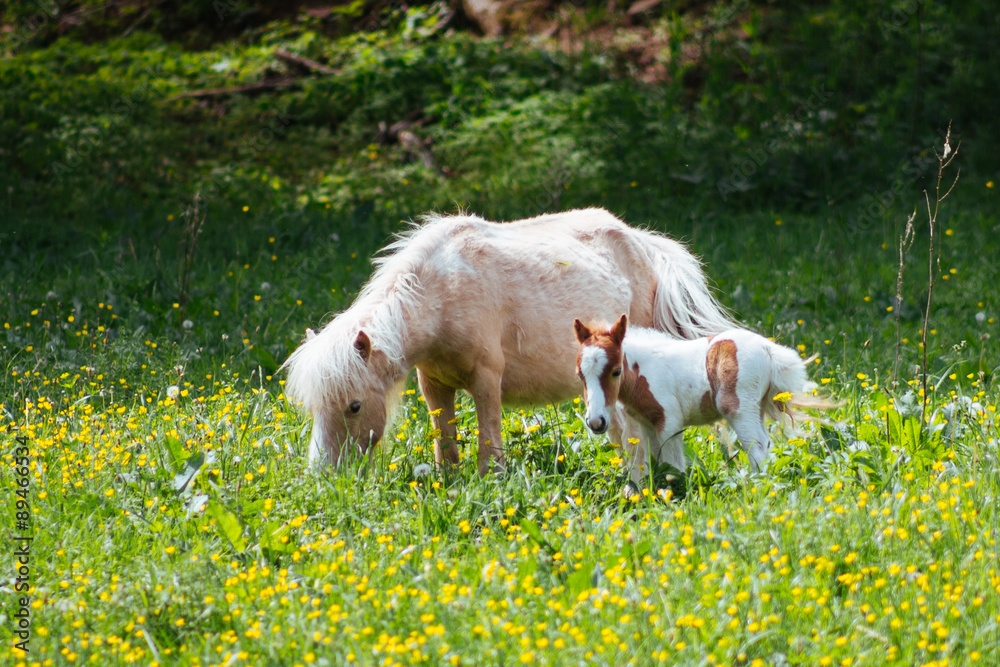 Fototapeta premium A baby pony stands close to its mother