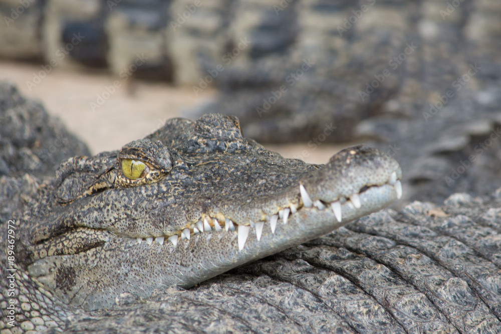 Naklejka premium Crocodile cub