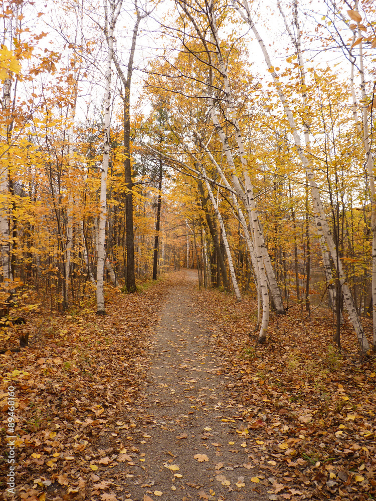 the Path Through the Fall Trees