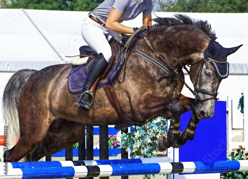 Φωτογραφία Horse from showjumping in town Olomouc.