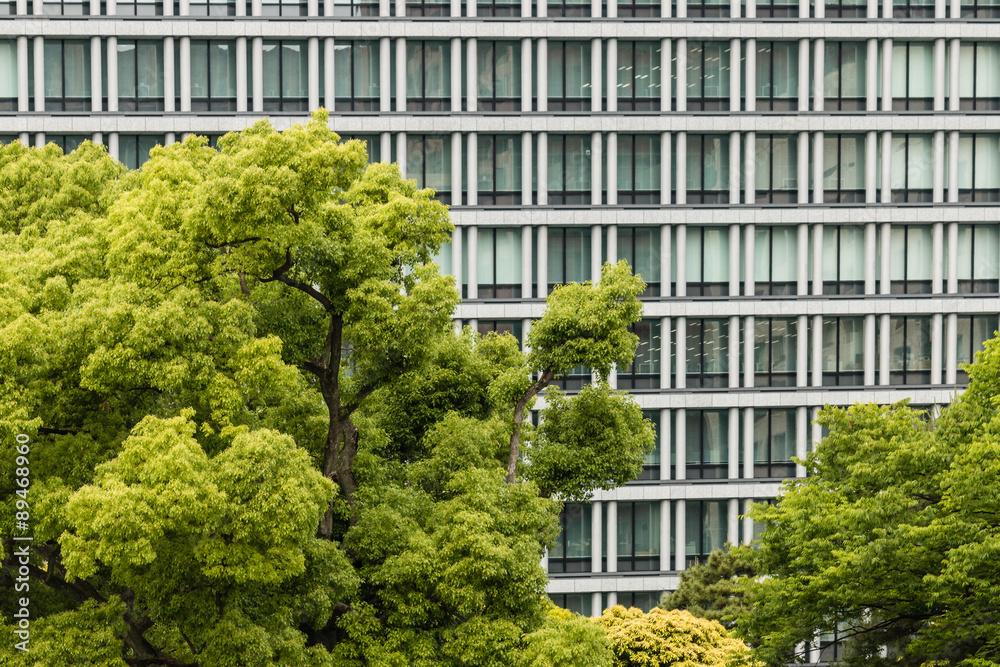 tree canopy against office windows