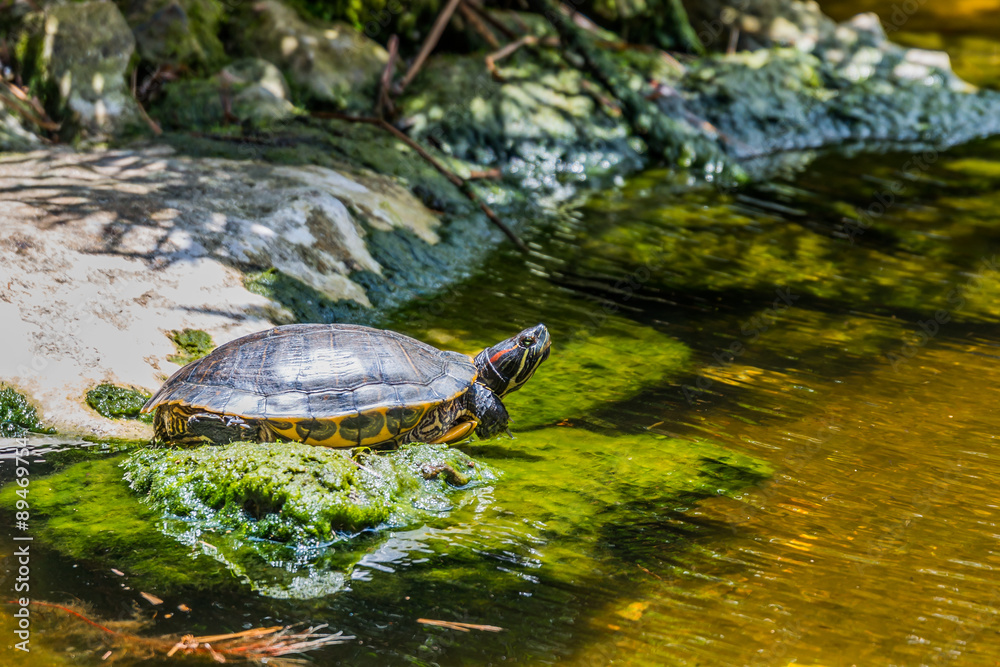 Red eared slider turtle taking sun bath on a stone near the edge of a pond. Mexico, 2015. Red eared slider turtle taking sun bath on a stone near the edge of a pond. Mexico, 2015.