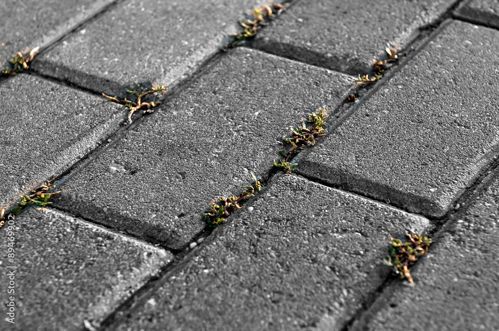 Obraz premium Grass makes