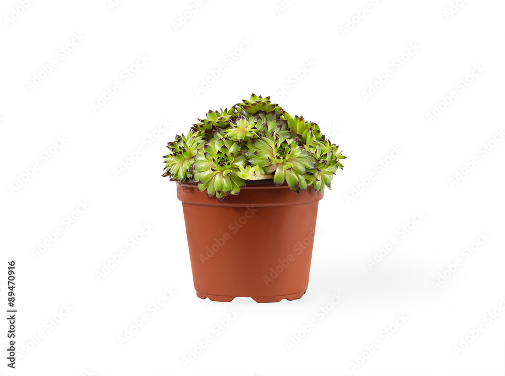 sempervivum succulent plant in vivid pot on white background with shadow sempervivum succulent plant in vivid pot on white background with shadow