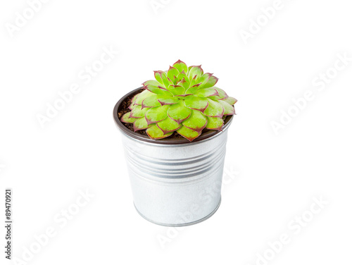 sempervivum succulent plant in metal pot on white background