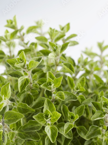 Fresh oregano