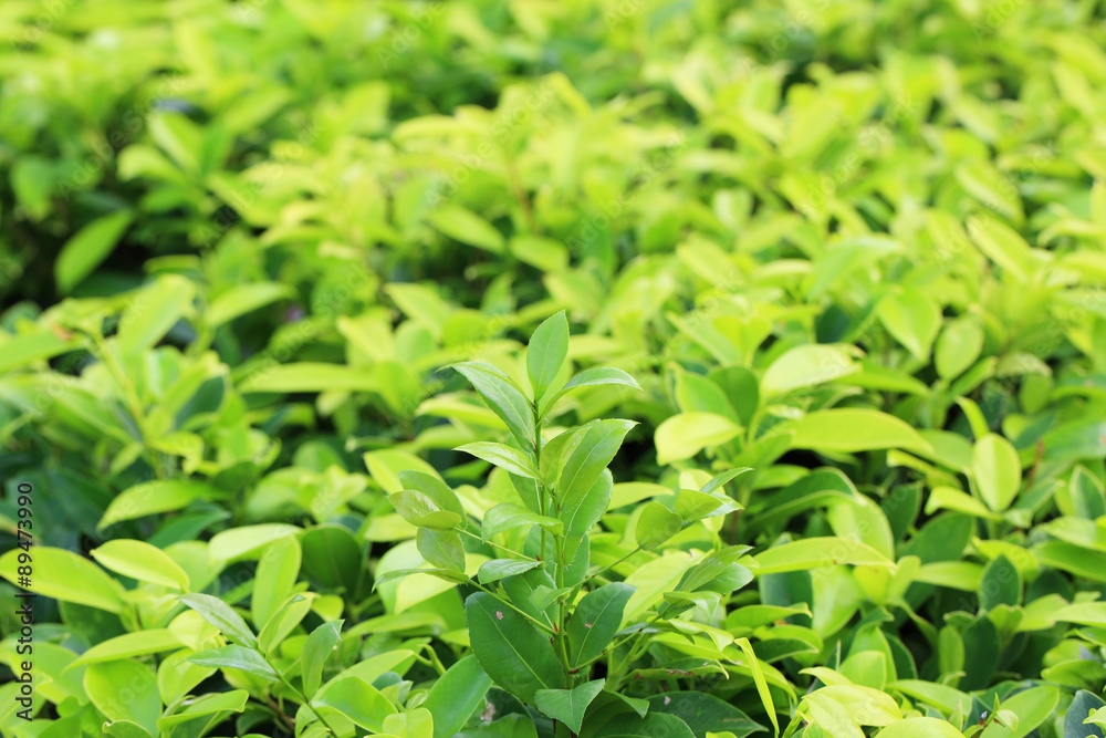 green leaf background, nature background green leaf background, nature background