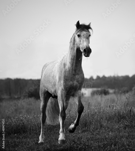 young gray andalusian stall...