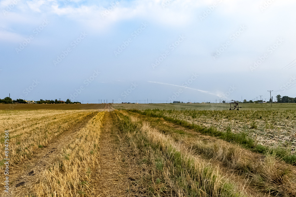irrigation field