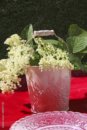 Sprigs of elderflowers in pink metal bucket photo