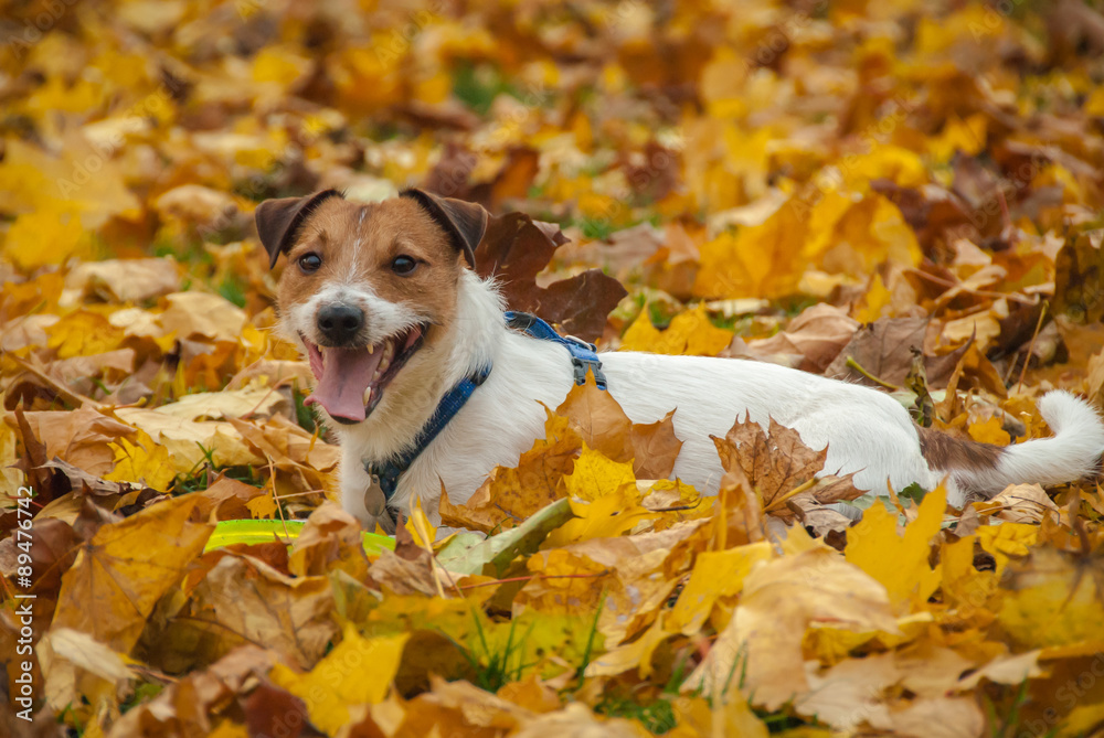 Dog lying on foliage at autumn park Dog lying on foliage at autumn park