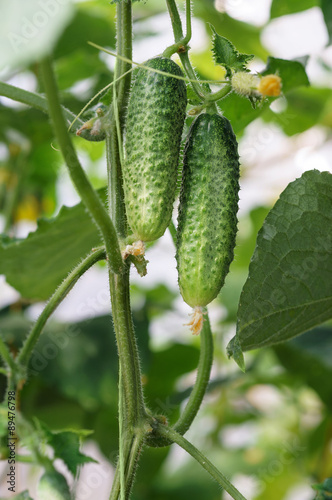 Cucumbers growing in a green house