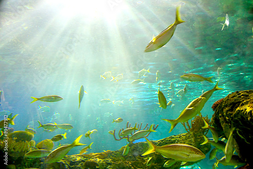 Abstract aquarium underwater background