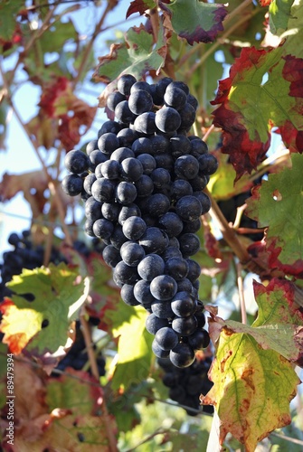Barbera grapes on the vine, Piacenza, Emilia Romagna, Italy