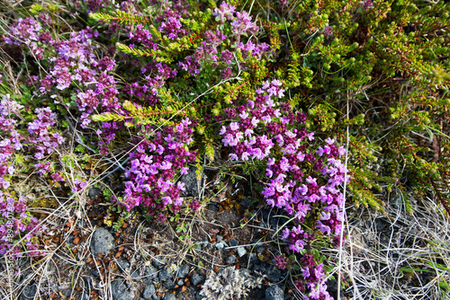 Icelandic wild flowers